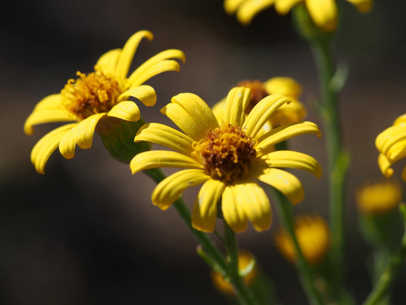 Ragwort, Hoary flower